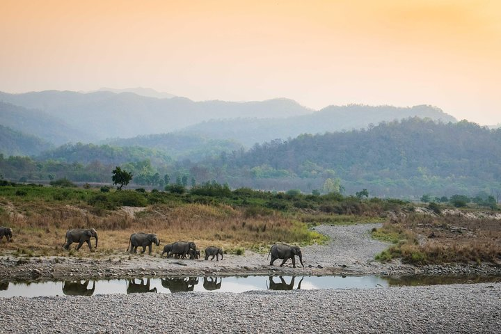 Corbett Wildlife Tour by cab 02 Nights / 03 Days